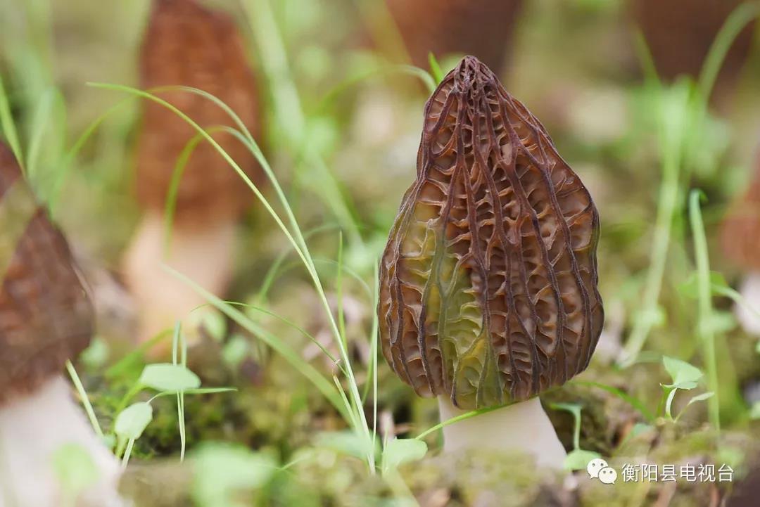 湖南金芙農(nóng)業(yè)科技有限公司,湖南蛹蟲草,湖南羊肚菌,蛹蟲草,羊肚菌,龍新,蟲草酒哪里好,衡陽(yáng)食用菌,衡陽(yáng)羊肚菌,衡陽(yáng)蛹蟲草 湖南金芙農(nóng)業(yè)科技有限公司,湖南蛹蟲草,湖南羊肚菌,蛹蟲草,羊肚菌,龍新,蟲草酒哪里好,衡陽(yáng)食用菌,衡陽(yáng)羊肚菌,衡陽(yáng)蛹蟲草