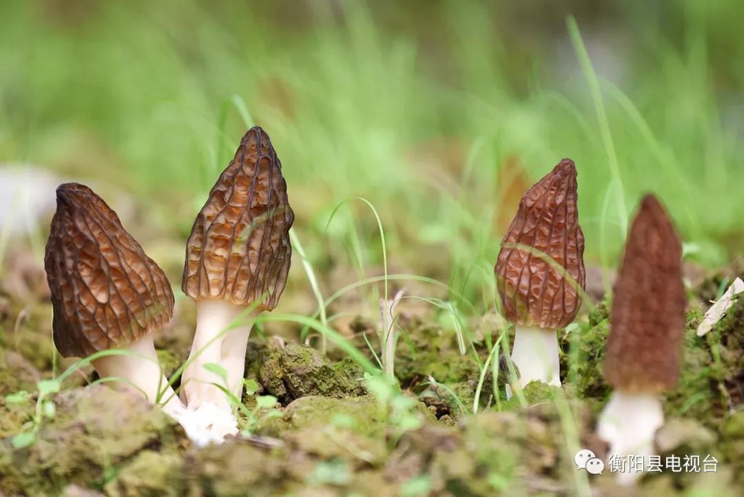 湖南金芙農(nóng)業(yè)科技有限公司,湖南蛹蟲草,湖南羊肚菌,蛹蟲草,羊肚菌,龍新,蟲草酒哪里好,衡陽(yáng)食用菌,衡陽(yáng)羊肚菌,衡陽(yáng)蛹蟲草 湖南金芙農(nóng)業(yè)科技有限公司,湖南蛹蟲草,湖南羊肚菌,蛹蟲草,羊肚菌,龍新,蟲草酒哪里好,衡陽(yáng)食用菌,衡陽(yáng)羊肚菌,衡陽(yáng)蛹蟲草