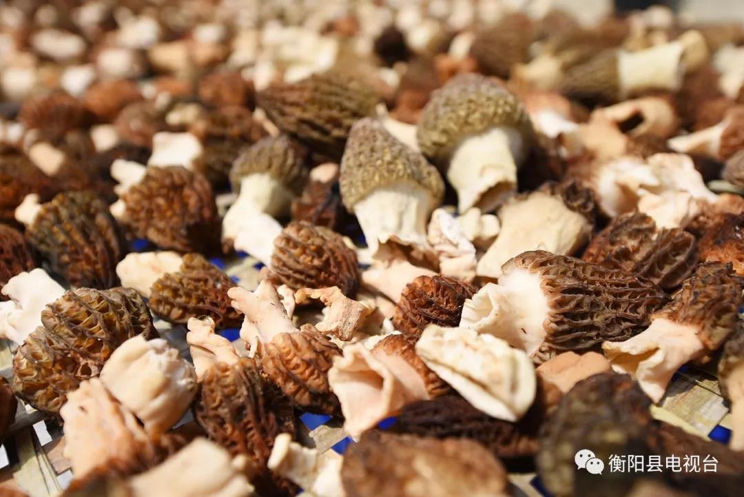 湖南金芙農(nóng)業(yè)科技有限公司,湖南蛹蟲草,湖南羊肚菌,蛹蟲草,羊肚菌,龍新,蟲草酒哪里好,衡陽(yáng)食用菌,衡陽(yáng)羊肚菌,衡陽(yáng)蛹蟲草 湖南金芙農(nóng)業(yè)科技有限公司,湖南蛹蟲草,湖南羊肚菌,蛹蟲草,羊肚菌,龍新,蟲草酒哪里好,衡陽(yáng)食用菌,衡陽(yáng)羊肚菌,衡陽(yáng)蛹蟲草