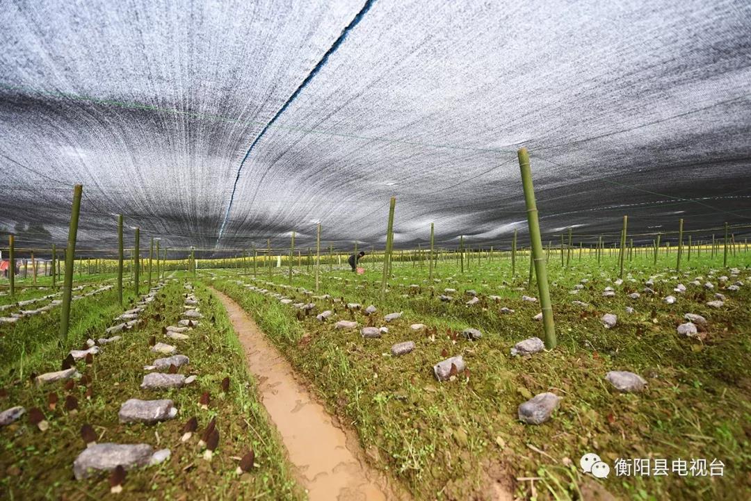 湖南金芙農(nóng)業(yè)科技有限公司,湖南蛹蟲草,湖南羊肚菌,蛹蟲草,羊肚菌,龍新,蟲草酒哪里好,衡陽(yáng)食用菌,衡陽(yáng)羊肚菌,衡陽(yáng)蛹蟲草 湖南金芙農(nóng)業(yè)科技有限公司,湖南蛹蟲草,湖南羊肚菌,蛹蟲草,羊肚菌,龍新,蟲草酒哪里好,衡陽(yáng)食用菌,衡陽(yáng)羊肚菌,衡陽(yáng)蛹蟲草